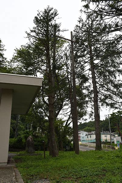 東北 植物|東北大学学術資源研究公開センター植物園